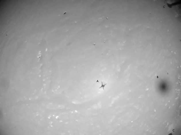 Fliegt da noch was? Auf einer Luftbildaufnahme des Mars-Helikopters „Ingenuity“ zeichnet sich nicht nur der Schatten der Flugdrohne selbst (A), sondern auch ein zusätzlicher runder „Schatten“ (B) auf dem Marsboden ab. Im Gegensatz zu Teilen des Helis, die in Form der Landebeine in den Bildecken zu sehen sind (C), bewegt sich dieser „Fleck“ hin und her. (Klicken Sie auf die Bildmitte, um zur Originalaufnahme auf der NASA-Seit zu gelangen.) Copyright: NASA