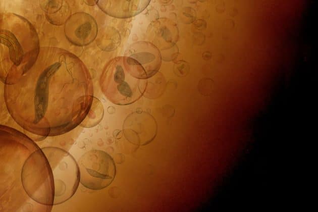 Künstlerische Darstellung tropfenförmiger Kleinstbiosphären für mikrobisches Leben innerhalb der Venus-Atmosphäre (Illu.). Copyright: J. Petkowska