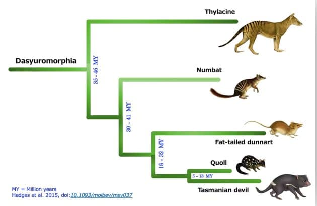 Der evolutionäre Stammbaum zeigt die Verwandtschaft zwischen Numbats und Thylacinen Quelle: DNA Zoo/UWA, Parwinder Kaur