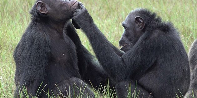 Zwei Schimpansen in freier Wildbahn fangen fliegende Insekten, zerdrücken diese und bringen sie auf eigene und die Wunden von anderen Gruppenmitgliedern auf. Copyright: Tobias Deschner / Ozouga
