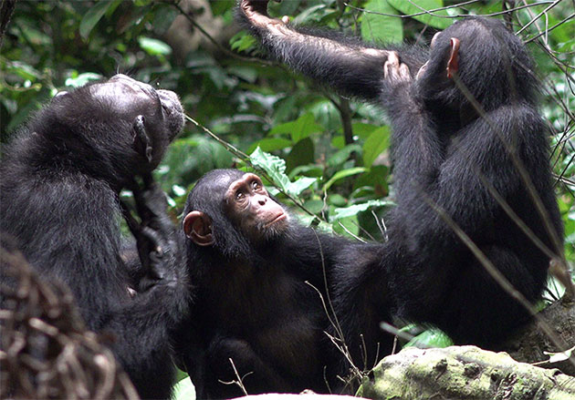 Schimpansen betrachten die Versorgung einer Wunde mit Insekten durch einen Artgenossen. Copyright: Tobias Deschner / Ozouga