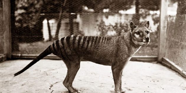 Einer der letzten überlebenden Tasmanischen Tiger im Zoo von Hobart um 1928. Copyright/Quelle: University of Melbourne