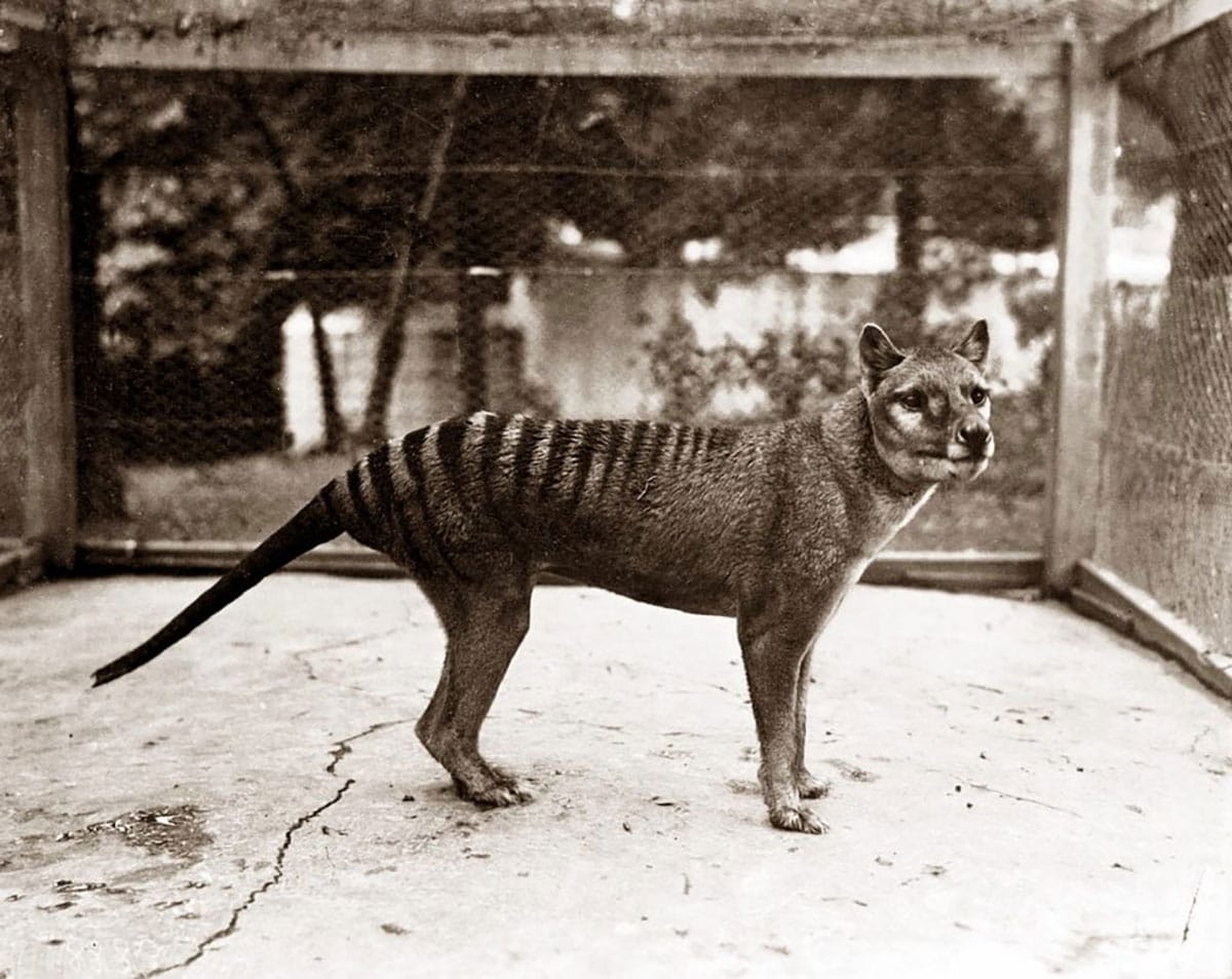 Collecta Tasmanischer Tiger (Thylacine) – Naturgetreue Spielzeugfigur, Handbemalt & Pädagogisch Wertvoll