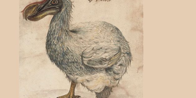 Zeichnerische Darstellung eines Dodo (hier Dronte) aus dem 17. Jahrhundert. Copyright: Gemeinfrei