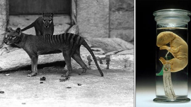 Einst war der Tasmanische Tiger (l.) das größte Beutelraubtier Australiens. Heute stehen Wissenschaftlern nur noch Museumspräparate (r.) zur Verfügung. Copyright: University of Melbourne
