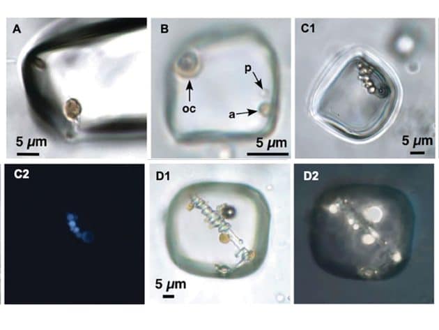 Mikroskopische Ansichten der organischen Einschlüsse im 850 Millionen Jahre alten Halit-Kristallen au der zentralaustralischen Brown-Formation. Copyright/Quelle: Schreder-Gomes et al. / Geology