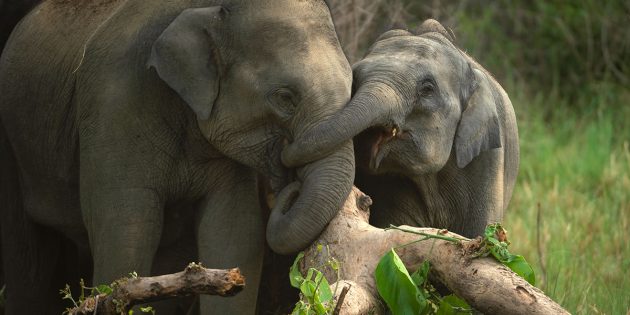 Symbolbild: Zwei asiatische Elefanten (Elephas maximus). Copyright: Rohit Varma (via WikimediaCommons) / CC BY-SA 2.0