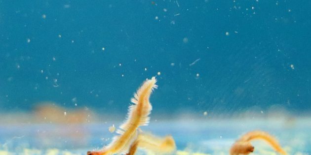 Meeresborstenwürmer Platynereis dumerilii beim Laichen. Copyright/Quelle: Florian Raible, Universität Wien