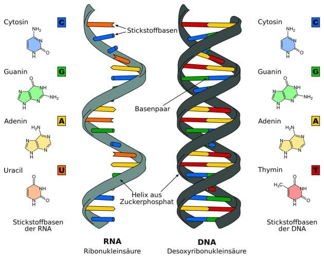 Vergleich zwischen der einsträngigen RNA (l.) und der doppelsträngigen DNA-Helix (Illu.). Copyright: Sponk (via WikimediaCommons) / CC BY-SA 3.0