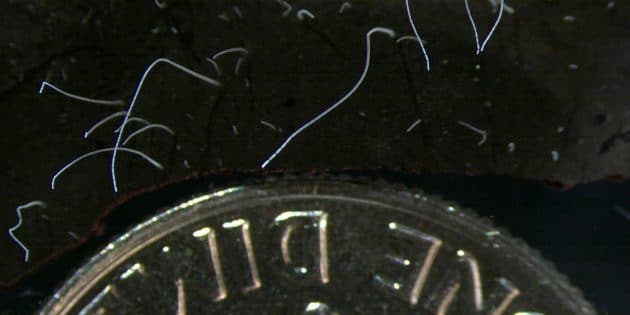 Mikroskopaufnahme eines fillamentartigen Stranges des Bakteriums Ca. Thiomargarita magnifica im Größenvergleich mit einer US-10-Cent-Münze (Dime) mit einem Durchmesser von 17,91 Millimetern. Copyright: Tomas Tyml/Lawrence Berkeley National Laboratory