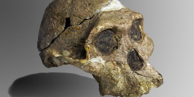 Der Schädel von „Mrs. Ples“ aus der Sterkfontain-Höhle in Südafrika, hier im Transvaal Museums, Pretoria. Copyright: José Braga; Didier Descouens (via WikimediaCommons) / CC BY-SA 4.0