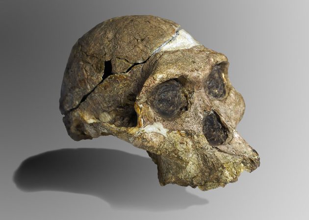 Der Schädel von „Mrs. Ples“ aus der Sterkfontain-Höhle in Südafrika, hier im Transvaal Museums, Pretoria. Copyright: José Braga; Didier Descouens (via WikimediaCommons) / CC BY-SA 4.0