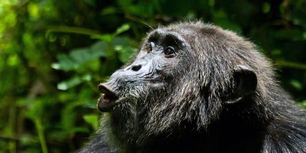 Mit spezifischen Rufen, dem sogenannten «Jagdbellen», rekrutieren Schimpansen weitere Gruppenmitglieder für die Jagd. Copyright: Kibale Chimpanzee Project