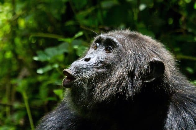 Mit spezifischen Rufen, dem sogenannten «Jagdbellen», rekrutieren Schimpansen weitere Gruppenmitglieder für die Jagd. Copyright: Kibale Chimpanzee Project