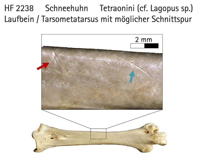 Laufbeinknochen eines Schneehuhns mit Schnittspur aus der Hohle-Fels-Höhle. Quelle/Copyright: urmu / Universität Tübingen