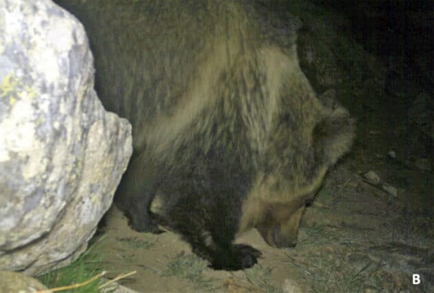 Aufnahmen von Kamerafallen von 2013 belegen die Anwesenheit von Tibet-Braunbären, die gut an ihrem hellbraunen Kragen zu erkennen sind, in Nepal. Copyright/Quelle: M. Chetri, Journal of Threatened Taxa 2022