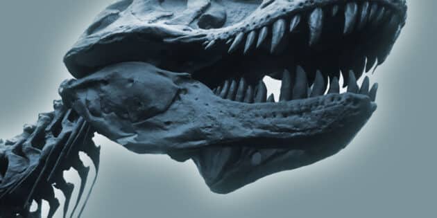 Symbolbild: Ein Skelett eines T-rex. Copyright: grewi.de