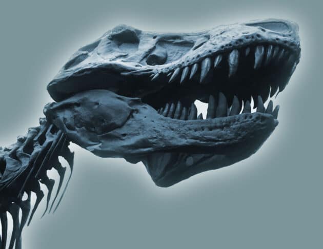 Symbolbild: Ein Skelett eines T-rex.Copyright: grewi.de