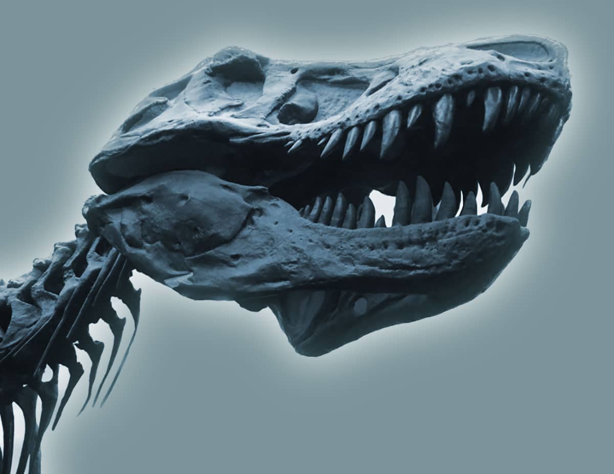 Tyrannosaurus Rex war möglicherweise fast doppelt so groß wie angenommen