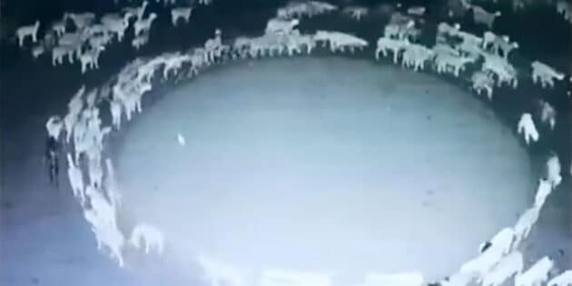 Standbild aus dem aktuellen Video der im Kreis laufenden Schafe in der Inneren Mongolei. Copyright/Quelle: unbek. / Youtube