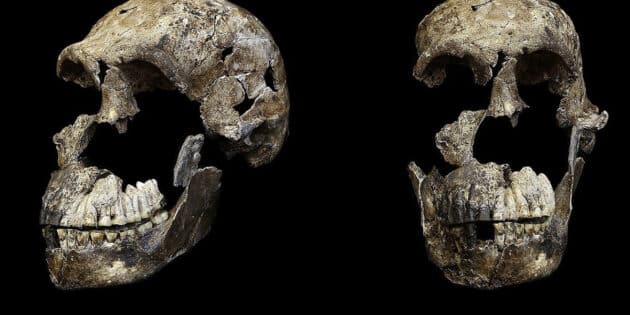 Der Schädel eines Homo naledi. Copyright/Quelle: Berger et al. / eLife 2017 / CC BY 4.0