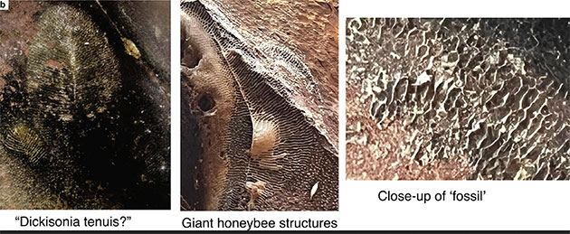 Das ursprüngliche „Dickinsonia-Fossil“ bei seiner Entdeckung 2020 (l.), die Reste eines jungen Bienennestes (Mitte) und eine Detailvergrößerung der „Fossilien“-Struktur (r.).Copyright/Quelle: Meert et al., Gondwana Research 2023