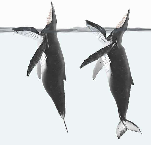 Grafische Darstellung eines Buckelwals beim Fallenfischen (Illu.).Copyright/Quelle: J. McCarthy / Current Biology, Marine Mammal Science (2023)