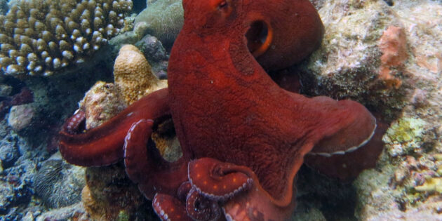 Ein sog. Großer Blauer Krake (Octopus cyanus). Copyright: Ahmed Abdul Rahman (via WikimediaCommons) / CC BY-SA 4.0