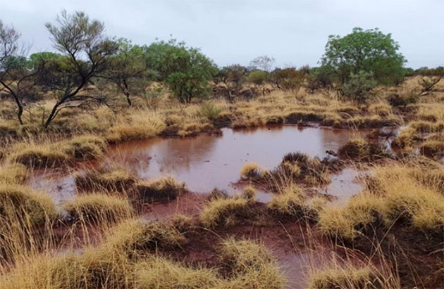 Nach ausreichenden Regenfällen werden australische Feenkreise zu kleinen Tümpeln, in denen dann auch Wüstenkinke schlüpfen.Copyright/Quelle: Fiona Walsh et al. / „Nature Ecology & Evolution“ 2023, Creative Commons license CC BY-NC-ND