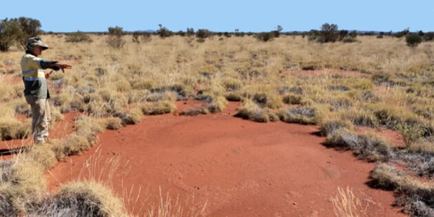 Ein australischer Feenkreis mit einem Durchmesser von 5,2 Metern. Copyright/Quelle: Fiona Walsh et al. / „Nature Ecology & Evolution“ 2023, Creative Commons license CC BY-NC-ND