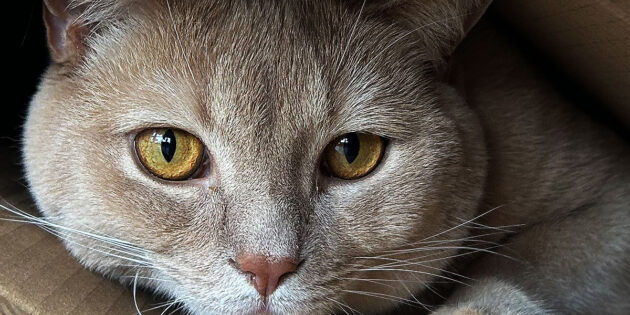 Symbolbild: Katze Copyright: A. Müller, grewi.de
