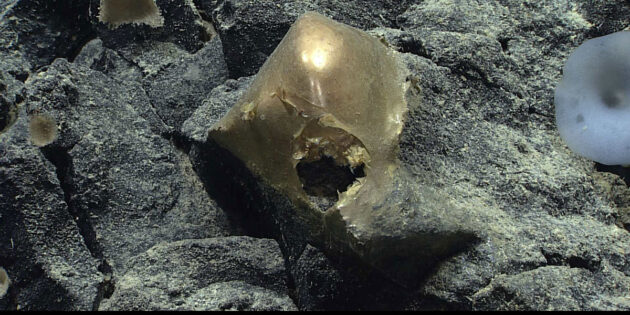 Das „goldene Ei“ am Meeresboden im Golf von Alaska. (Klicken sie auf die Bildmitte, um zu einer vergrößerten Darstellung zu gelangen.) Copyright: NOAA