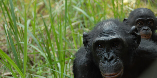 Archivbild: Bonobo. Copyright: Pierre Fidenci (via WikimediaCommons) / CC BY-SA 2,5