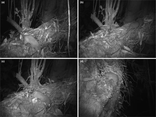 Vier Exemplare von Riesenratten auf Aufnahmen ener Wildtierkamera auf der Salomoneninsel Vangunu.Copyright: Z. Rangers et al., Ecology and Evolution (2023).