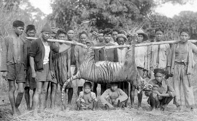 Lokale Dorfbewohner mit einem erlegten Java-Tiger 1941.Copyright/Quelle: Collectie Wereldmuseum (v/h Tropenmuseum), part of the National Museum of World Cultures / CC BY-Sa 3.0