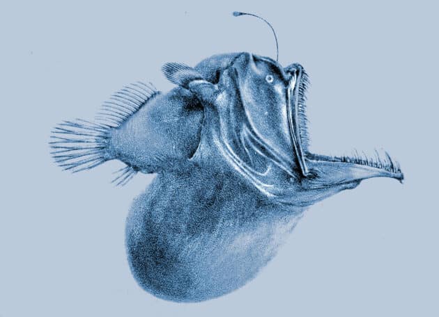 Wissenschaftliche Illustration eines Buckligen Anglerfischs (Melanocetus johnsonii). Copyright: Gemeinfrei