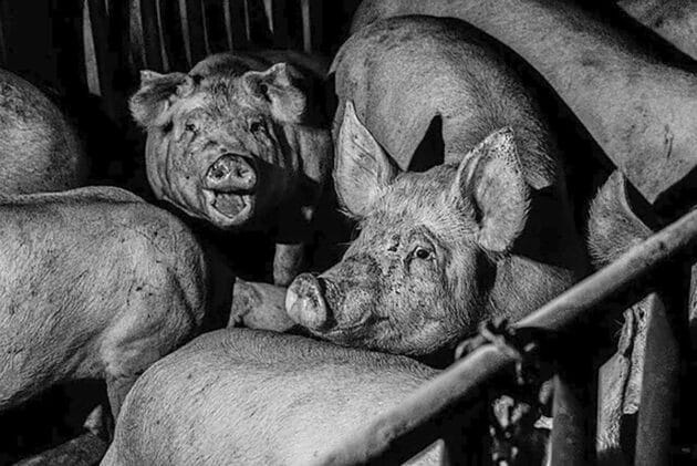 Symbolbild: Schweine in Masthaltung. Copyright: (via WikimediaCommons) / Public Domain