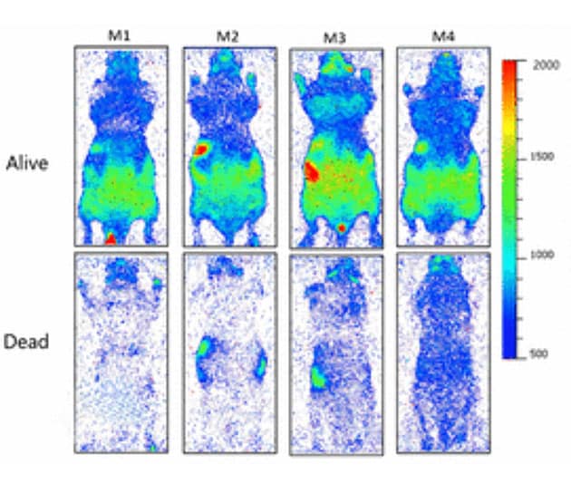 Experimente an verschiedenen Mäusen zeigen, dass die Intensität der Abgabe von Biophotonen mit dem Tod deutlich abnimmt.Copyright/Quelle: Salari et al., Journal of Physical Chemistry Letters 2025