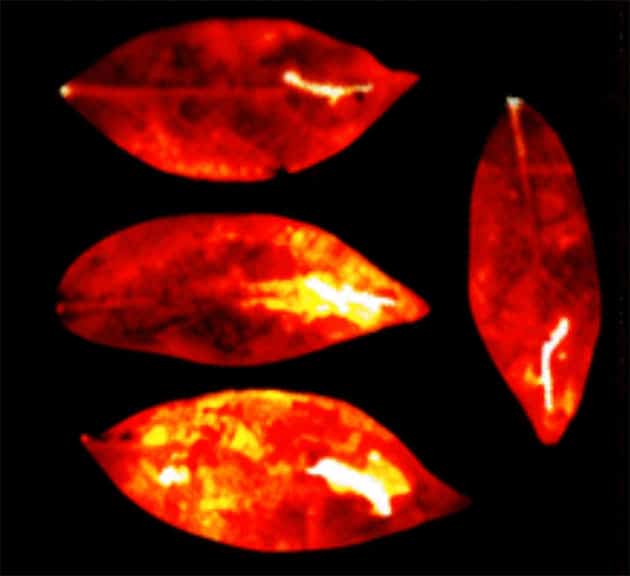Die Ergebnisse der Biophotonen-Experimente an abgeschnittenen Blättern des Strahlenaralienbaums.Copyright/Quelle: Salari et al., Journal of Physical Chemistry Letters 2025