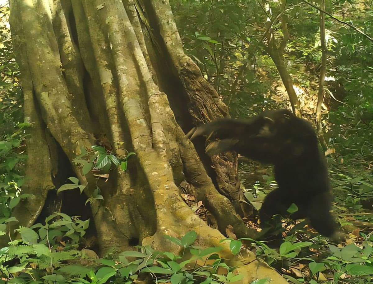 Ein männlicher Schimpanse in einem Naturschutzgebiet in Guinea-Bissau hat gerade einen Stein gegen einen Baum geworfen – eine Handlung, die von einer Kamerafalle aufgenommen wurde.Copyright/Quelle: Chimbo Foundation