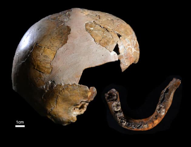 Die Schädeldecke und der Unterkiefer des Skhul-Kindes (Skhul I). Quelle/Copyright: Tel Aviv University