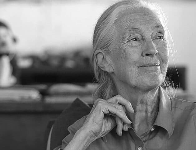 Dr. Jane Goodall im Gombe Nationalpark Copyright: Simon Fraser University (via WikimediaCommons) / CC BY-SA 2.0