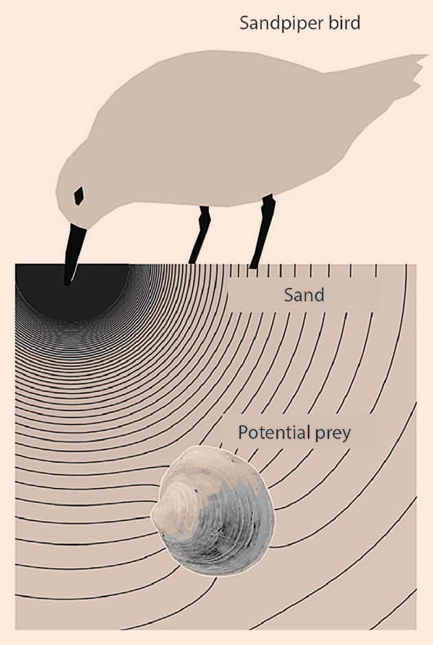 Ein Strandläufer erzeugt mit seinem Schnabel ein Druckfeld im Sandsediment einer hypothetischen Schlickfläche. Nach de Fouw et al. (2016), Animal Behaviour, bearbeitet. Quelle: de Fouw. Nach de Fouw et al. (2016), Animal Behaviour, modifiziert.
