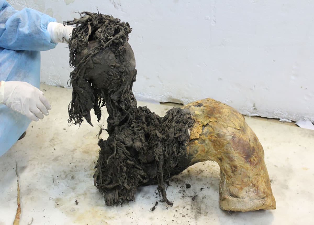 Archivbild: Eines der bemerkenswert gut erhaltenen Beine des Mammuts Yuka.Copyright/Quelle: Valeri Plotnikov / Stockholm Universitet