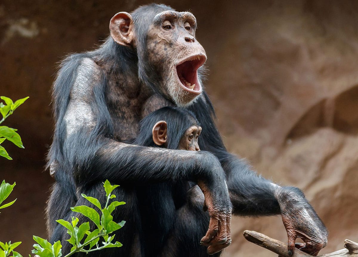 Symbolbild: Schimpansenmutter mit Kind.Copyright: H. Zell (via WikimediaCommons) / CC BY-SA 3.0